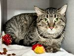 PeterAskin1's tweet photo. Sprinkles was left cruel & mean
& at NYC ACC & hopes to be seen!
Accused of peeing on the couch
but a solvable problem a vet will vouch!
If the special needs are your cup of tea
adopt this boy & his savior be!
Pledge if you may
as 05/09 could be his killing day! 🙏
VERY URGENT!
Tag @sachikoko with pledges!
https://t.co/dlhKsJuxaA