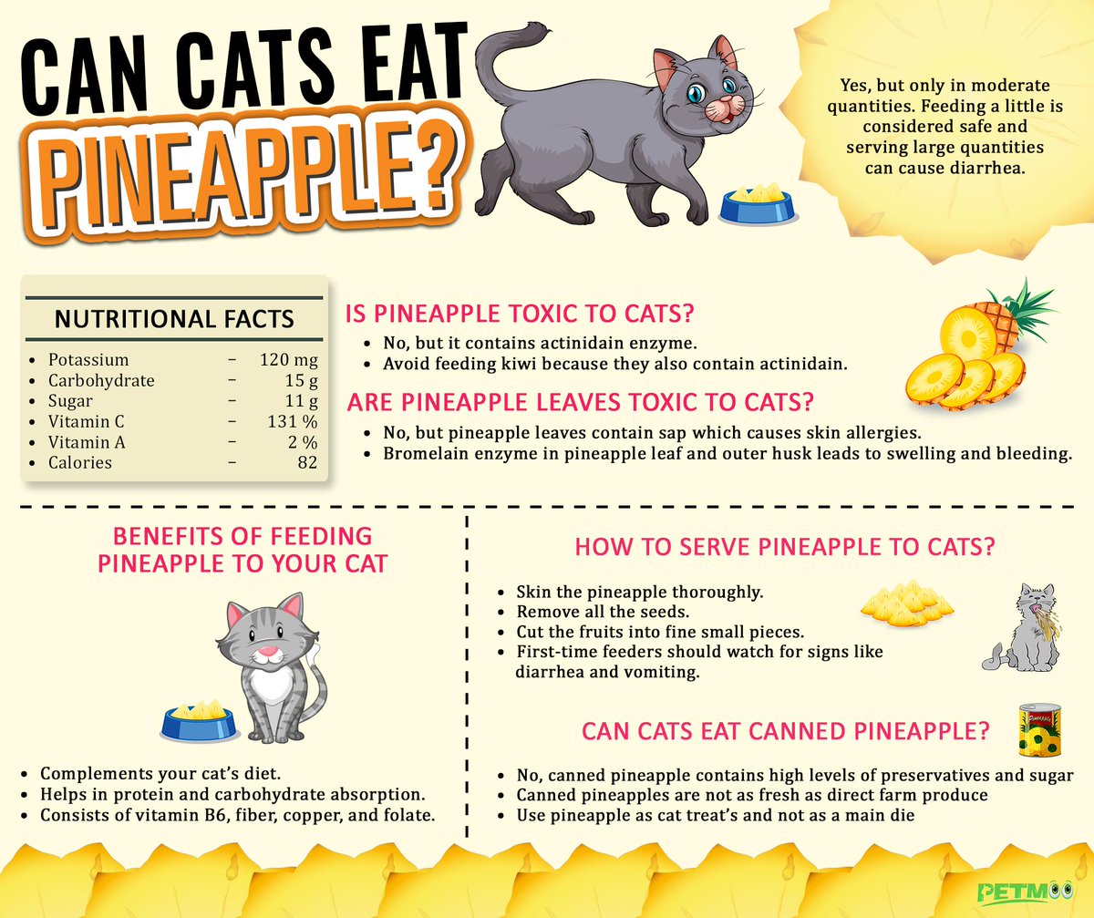 Can cats eat pineapple?
#petmoo #pets #cats #cateats #cancatseatpineapple #catinfographic