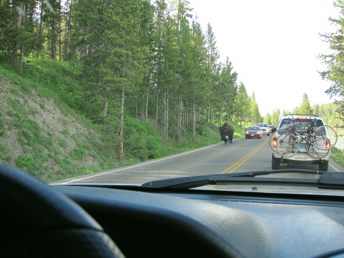 Q5 Frustration: Even on a great outdoor vacation, we all have 'UGRR' moments. Sometimes, though, those can be funny (especially when you think back). Could you share your chuckle-generating UGRR moments? #ParkChat Here's my most 'enjoyable traffic' ever (by a buffalo strolling😂