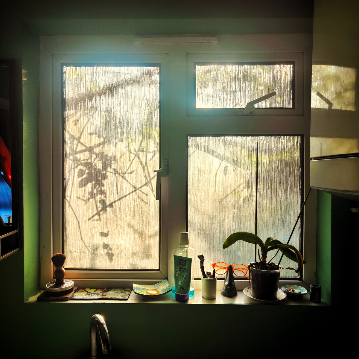 Morning Bathroom Window with Vine Shadows