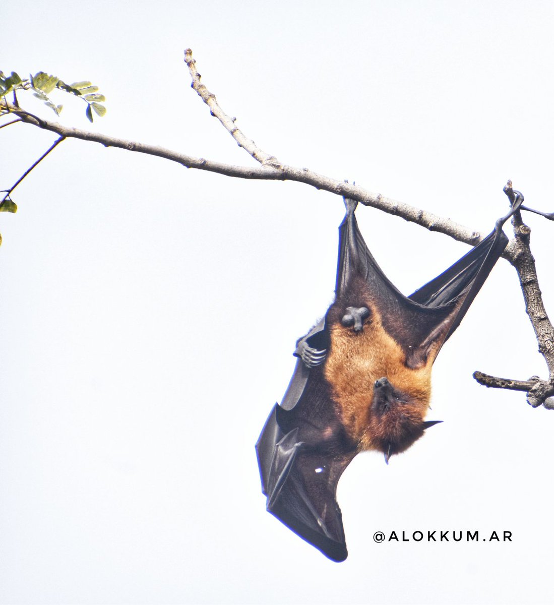 alokKum_ar's tweet photo. Hanging upside down on tree.
#indianflyingfox , also known as the #greaterindianfruitbat , is a species of flying fox native to the Indian subcontinent.
It is one of the largest bats in the world. https://t.co/xwoWkZQ5wf