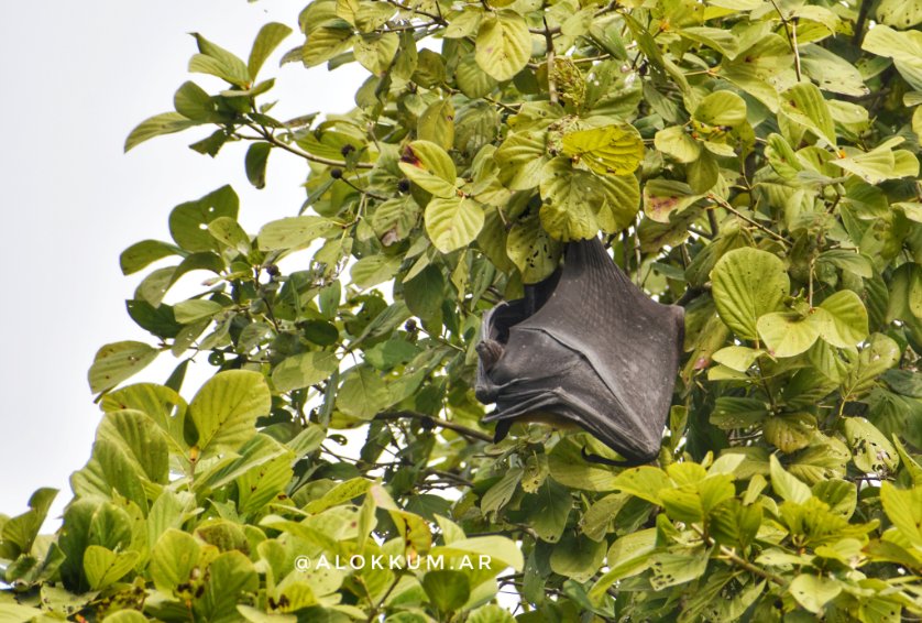 alokKum_ar's tweet photo. Hanging upside down on tree.
#indianflyingfox , also known as the #greaterindianfruitbat , is a species of flying fox native to the Indian subcontinent.
It is one of the largest bats in the world. https://t.co/xwoWkZQ5wf