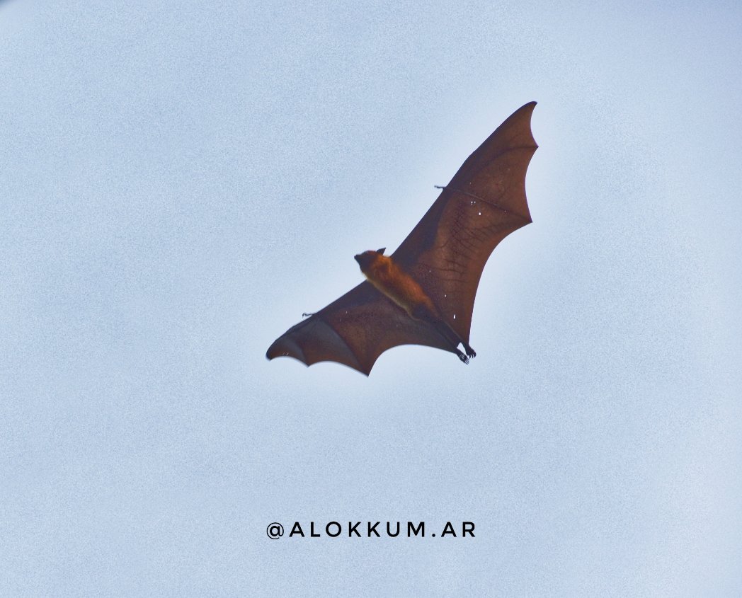 alokKum_ar's tweet photo. Hanging upside down on tree.
#indianflyingfox , also known as the #greaterindianfruitbat , is a species of flying fox native to the Indian subcontinent.
It is one of the largest bats in the world. https://t.co/xwoWkZQ5wf