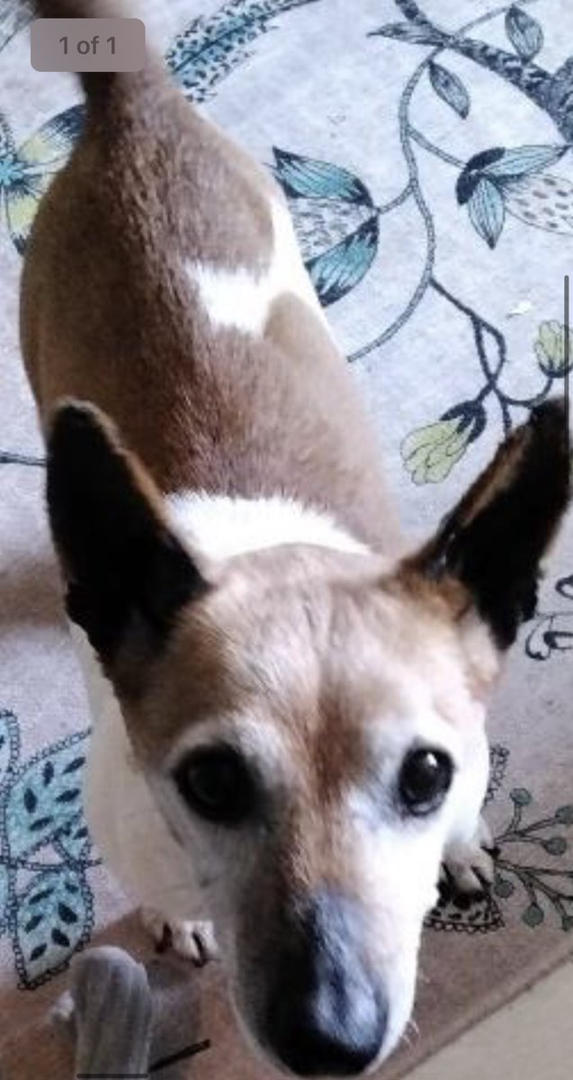 🆘 #HELP! I’ve been #FOUND - where is my owner? Do u recognise me pls? I’m a female Jack Russell Terrier, picked up by the warden in #Fleet, Hampshire #RG27 on Bank Holiday Monday! pls ☎️ 03444 828 300 - Ref HDC SDK02351 - this #dog is microchipped #JRT #JackRussell