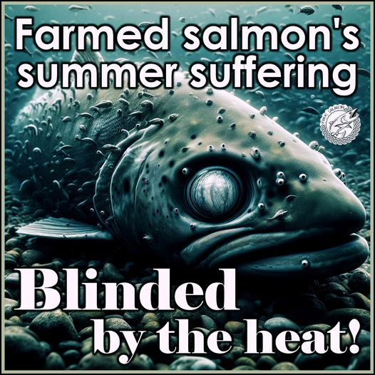 'World's oceans suffer from record-breaking year of heat' reports @BBCScienceNews bbc.co.uk/news/science-e… Climate change is killing off salmon farming in Scotland - if @ScotlandSalmon can't stand the heat then get out of the lochs! @MowiScotlandLtd @scotseafarms
