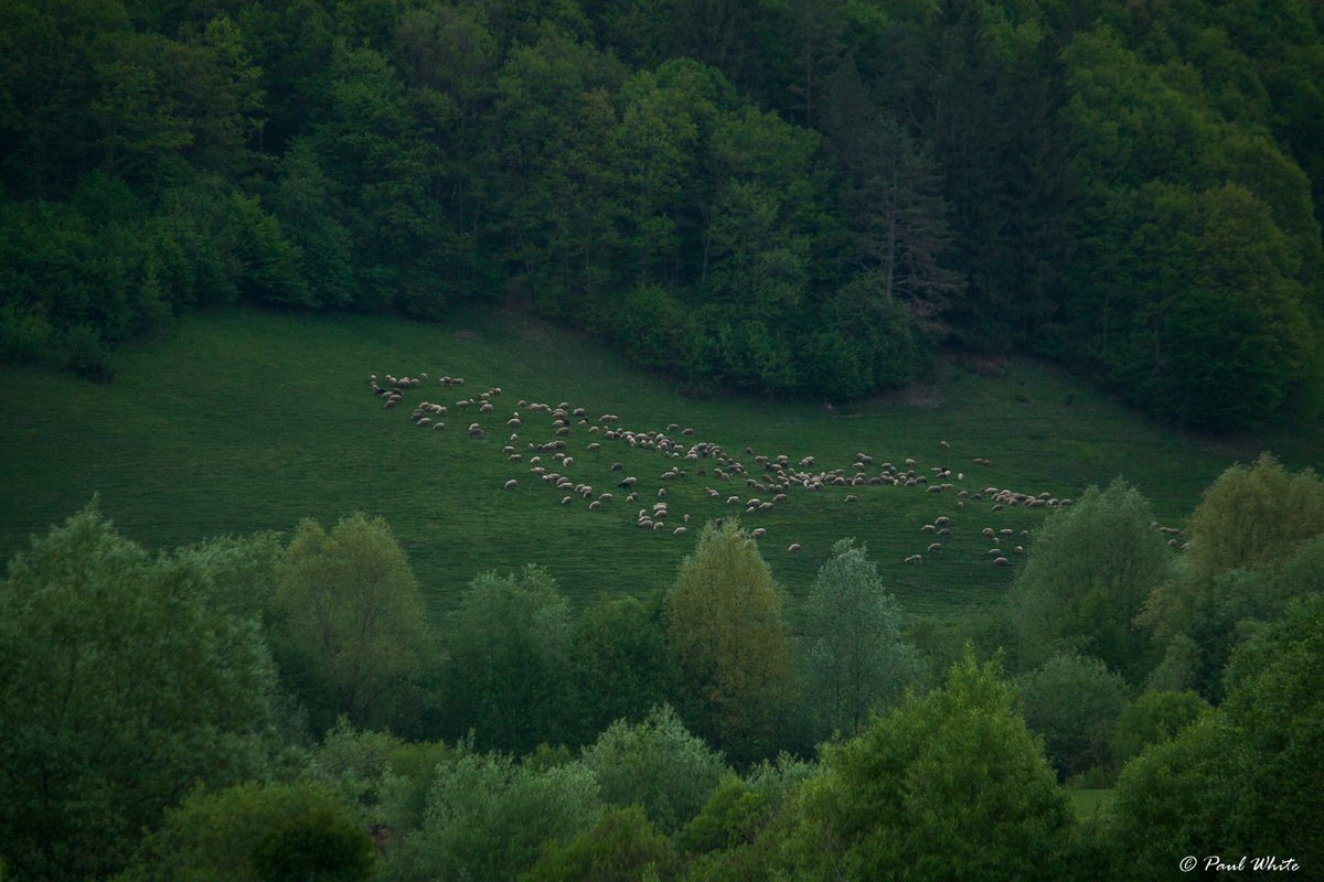 Evening grazing on pasture completely surrounded by forest. You must trust your livestock guardian dogs in low light as this is when bears move more freely, and remember these shepherds never carry guns. There's lots of wolves in this valley too. #Transhumance #sheep #farming 1/