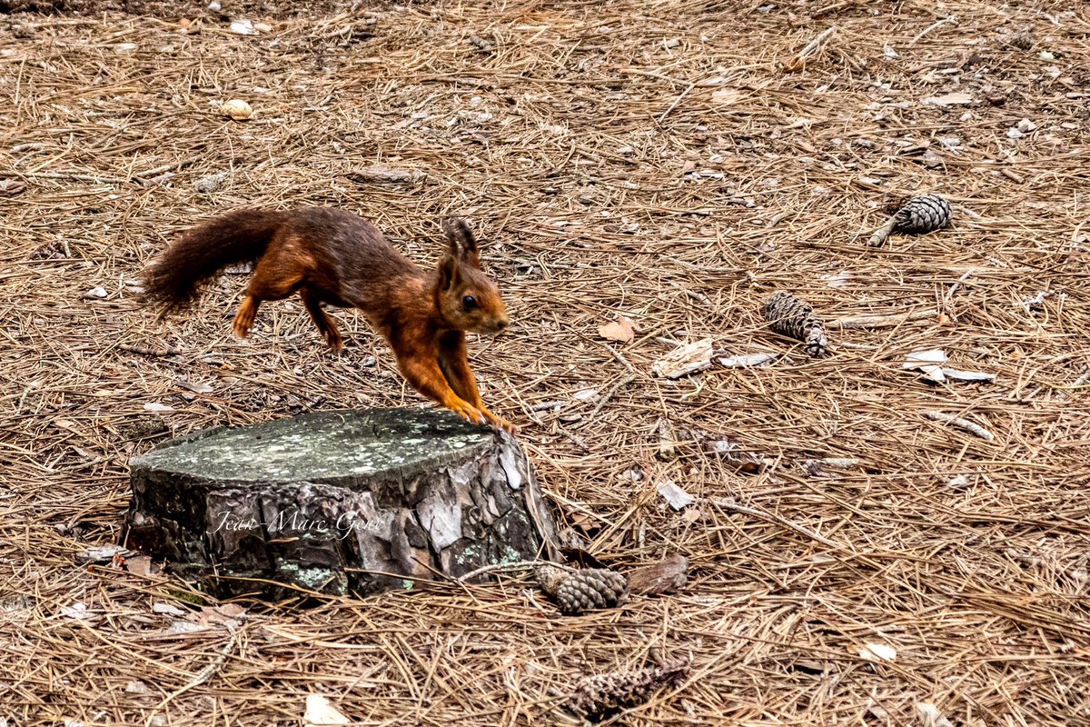 #ecureuil #squirrel #nature #wildlife #animal #photo #photograghy #photographie