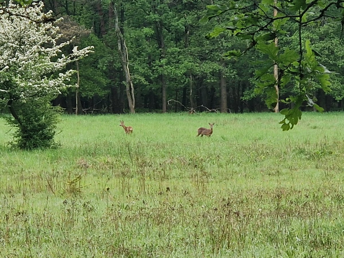 's Morgens goed begonnen. Fietsend door het prachtige bos van de Blaak op weg naar de Borne. Daar stonden ze met z'n drieën... Prachtig! Laat de dag maar komen.