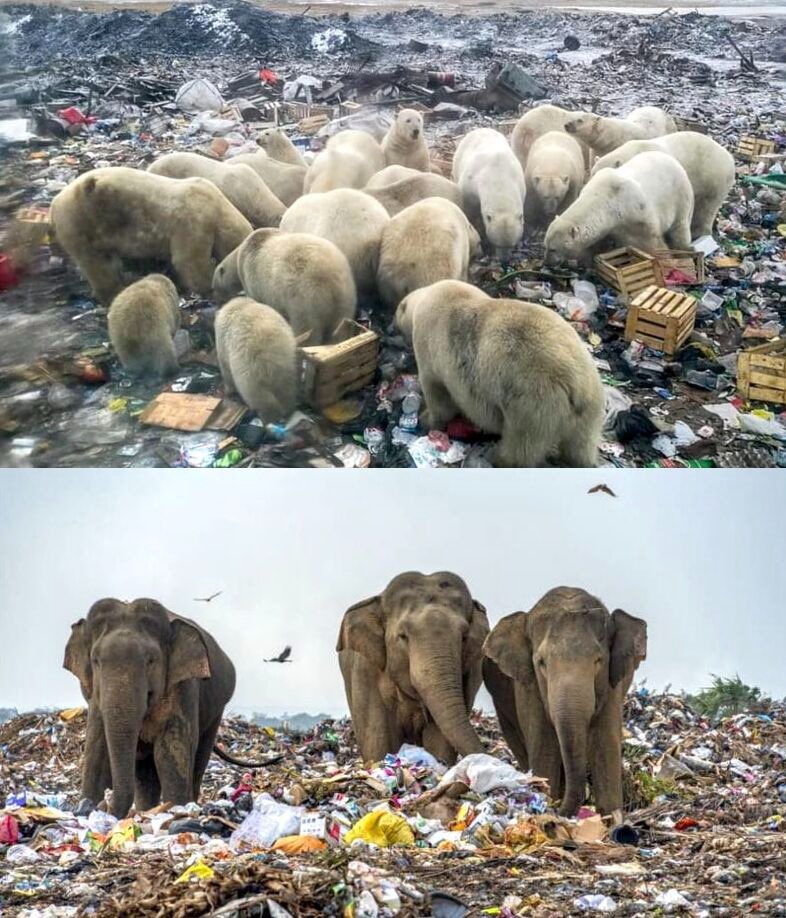 A #garbage pile is an example of human inefficiency, sorry, not all, but of modern humans. garbage = inefficiency Our #inefficiency is adding to environment degradation and resource depletion. Read More: linkedin.com/posts/drchetan… #EnergySwaraj #Environment