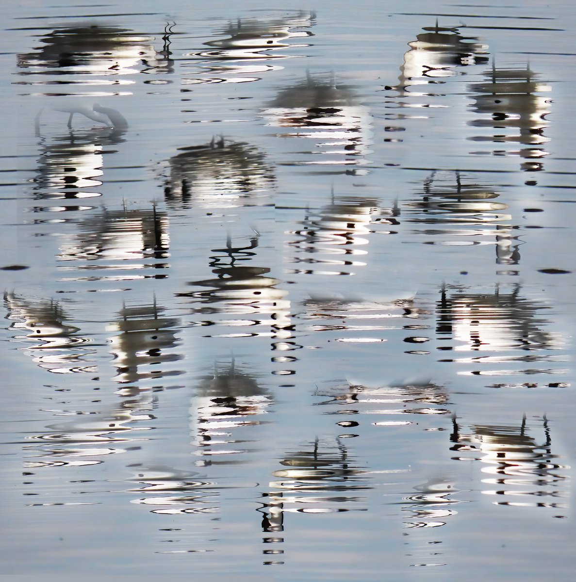 a montage of Avocet rippled reflections @ChrisGPackham