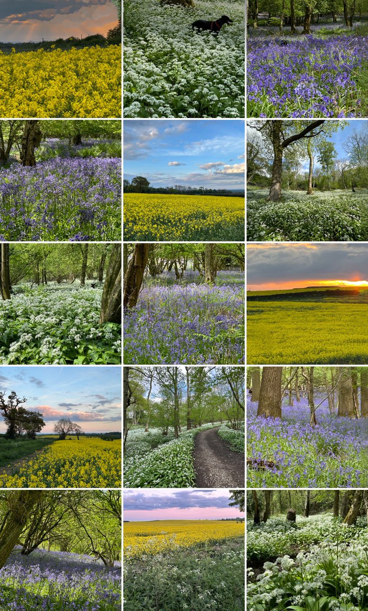 My 3 favourite colours of last weekend: deep violet-blue bluebells, yellow rapeseed fields and white wild garlic. All in #Telford #Shropshire