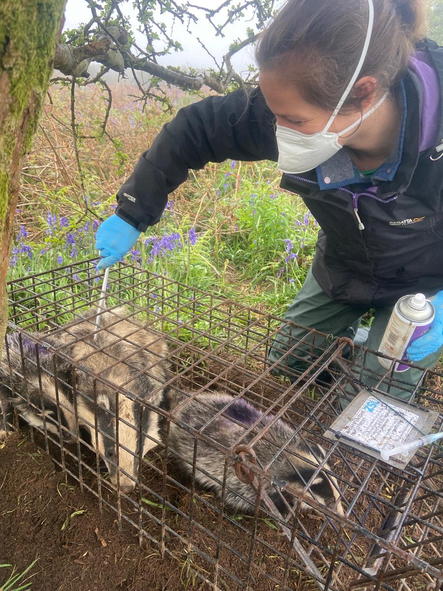 The 2024 badger vaccination season is off to a flying start with new @cornishbadgers staff member Adrienne Hutchinson facing the three-in-one-trap challenge on her first morning of training. She made it look easy! @ZSLScience