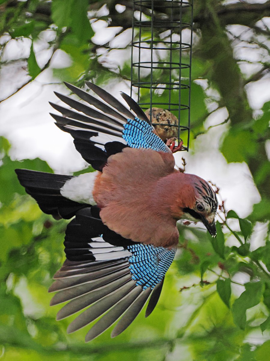 It's no wonder the fat balls disappear quickly - they all love 'em. Jay - photographed 28 April 2024. #MyGardenBirdPhotography