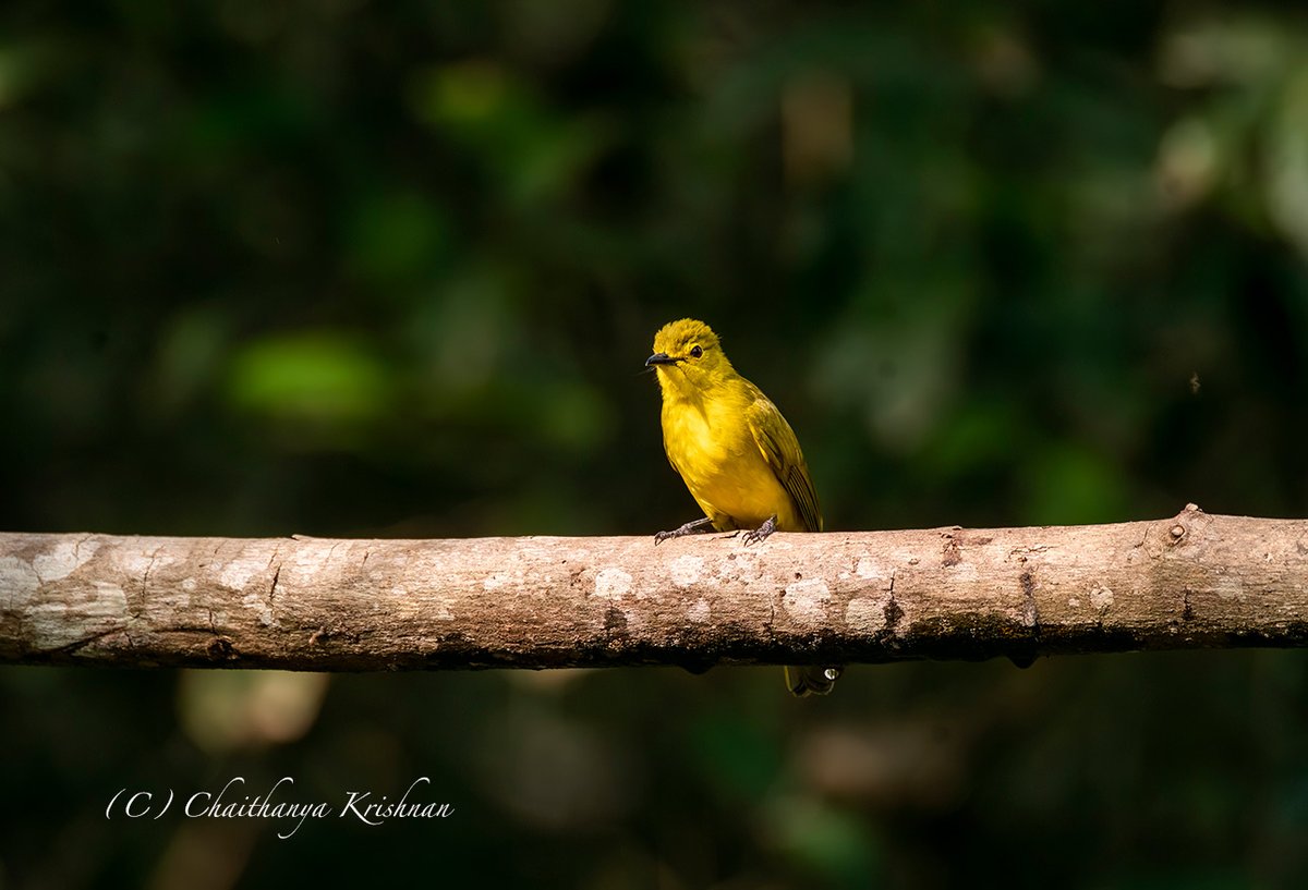 Yellow-browed Bulbul Thattekad, Kerala #Kerala #IndiAves @IndiAves #ThePhotoHour #bulbul #Thattekad