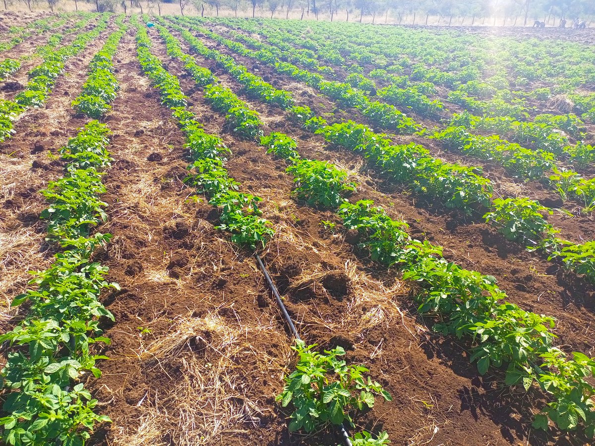 Zvimwe zvichikura zvimwe tichidyara non stop production at all our farming territories: Gweru- cabbages & potatoes Kwekwe -cabbages & potatoes Kadoma -potatoes & onions Harare -cabbages Shamva- cabbages Bindura- cabbages Masvingo - onions Beatrice - broccoli #RimaSomething