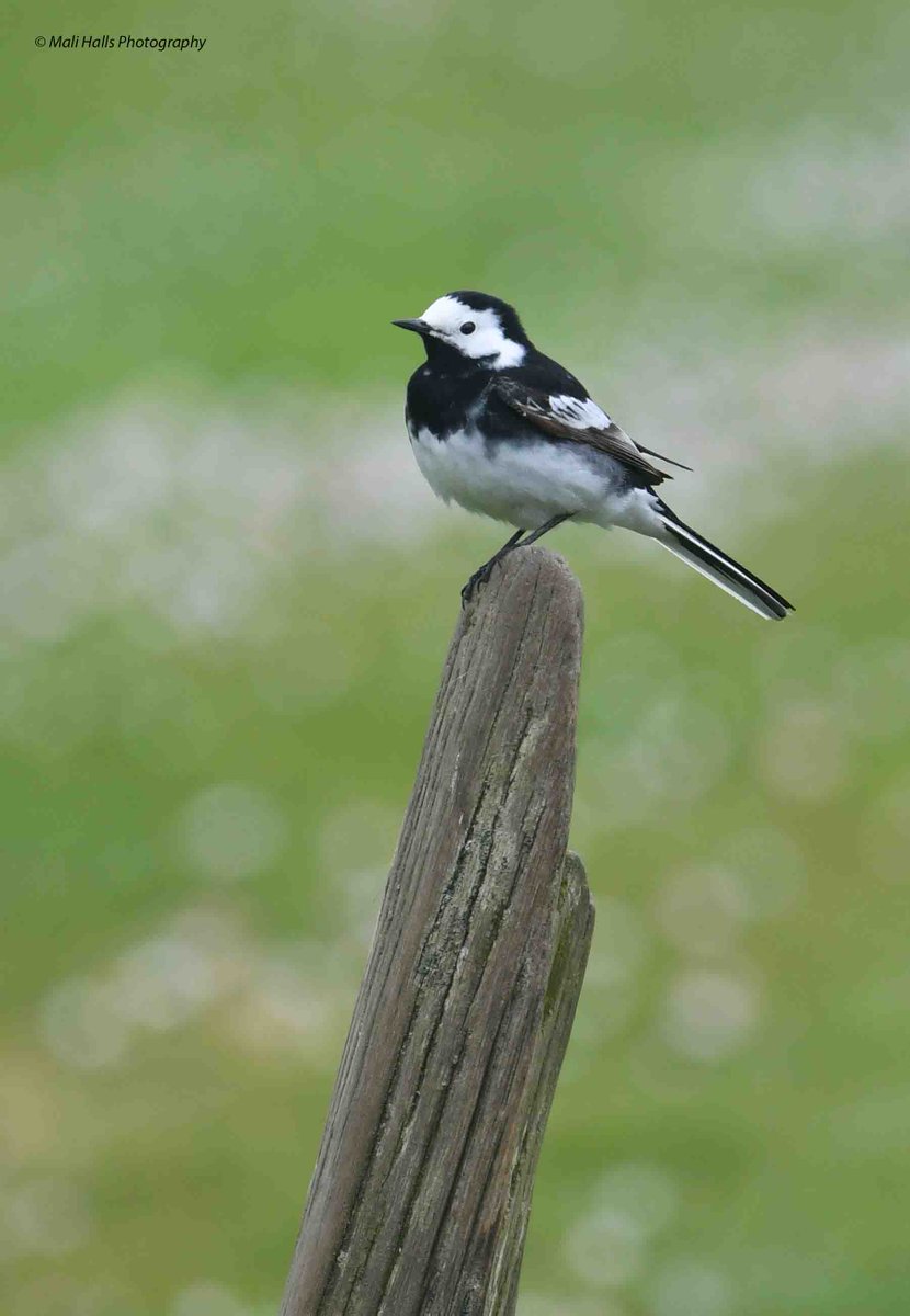 Pied Wagtail.

#BirdTwitter #Nature #Photography #wildlife #birds #TwitterNatureCommunity #birding #NaturePhotography #birdphotography #WildlifePhotography #Nikon