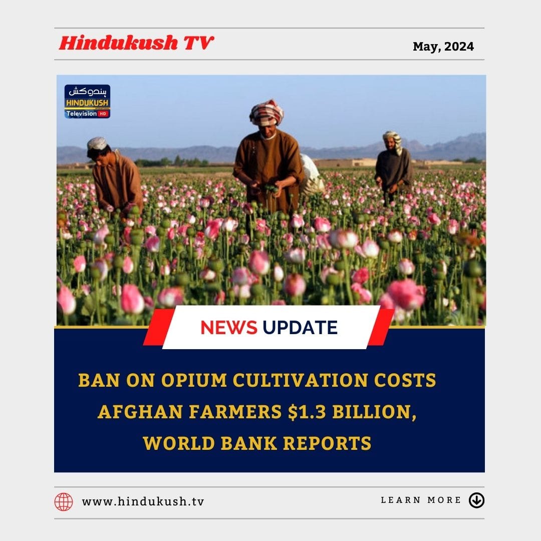 #Hindukushtv #AfghanistanNews #opiumcultivation #Afghanfarmers #Worldbankreport @AFIntl_En @Alemarahenglish @alizai_rohullah @AmuTelevision @WorldBankSAsia @ReutersPakistan @pajhwok @TalibanUpdates @AfghanBusiness1 @Afghanistanbusi