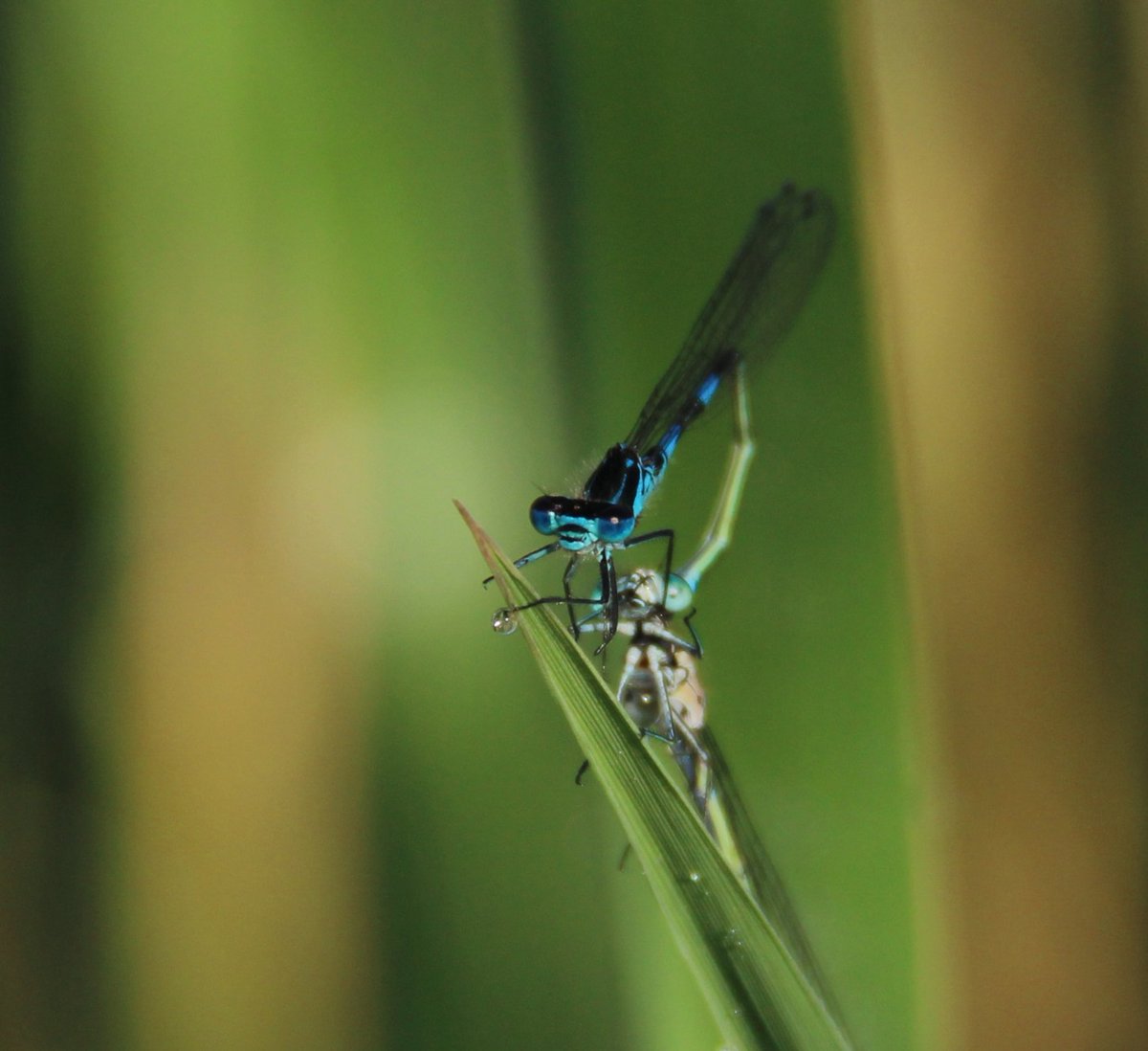 #mei_nmooistefotos met @bosw8er_jochem Dag 8. Variabele waterjuffers.#InsectenEnGeleedpotigen