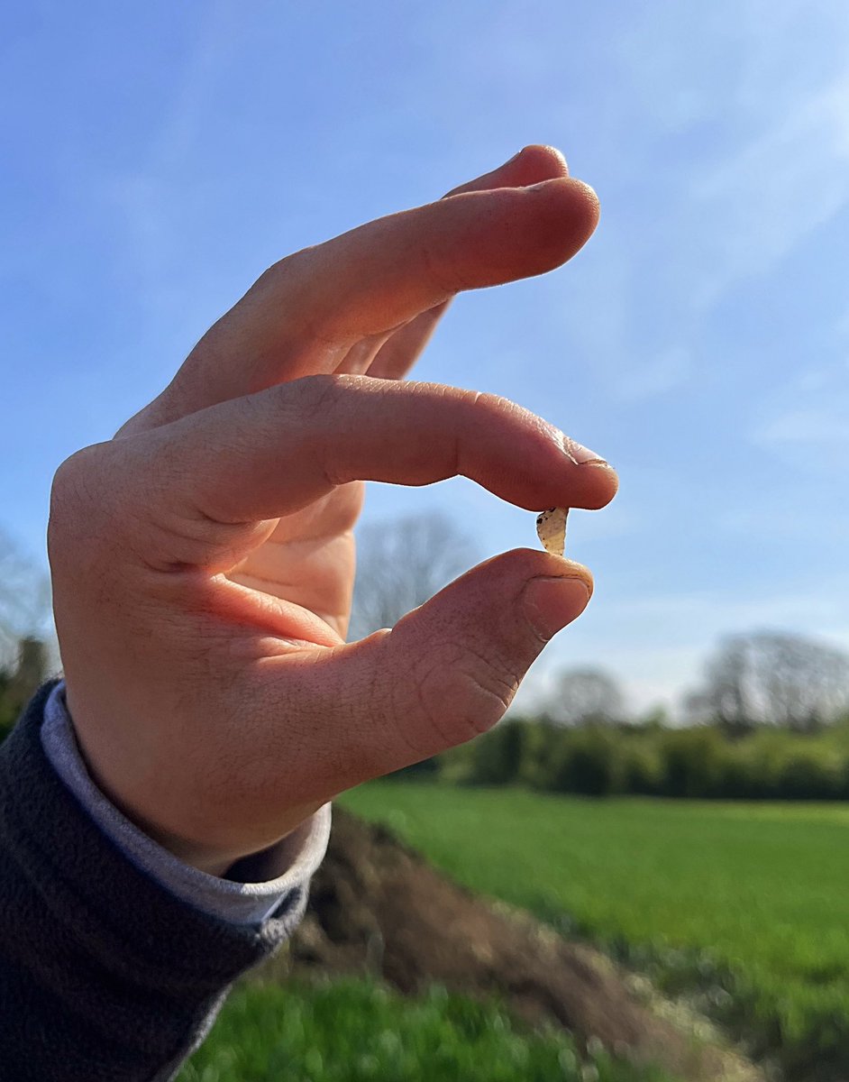 A Mesolithic microlith, minuscule but mighty. Found in our excavations overlooking the largest of the now-vanished lakes at Skipsea, Yorkshire. #Skipsea2024