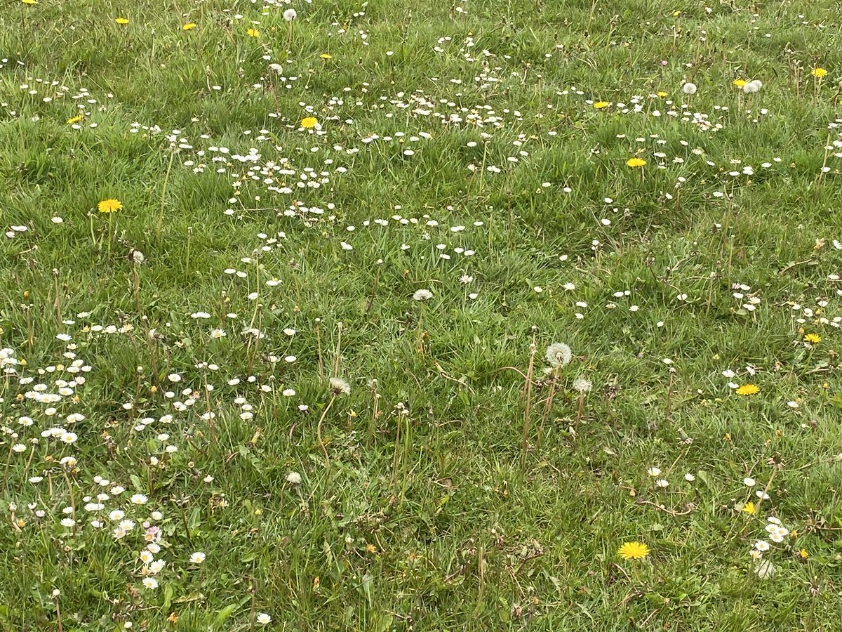 WW_Buckley's tweet photo. Itβs for Them.
Will you l leave the grass to grow and support wildlife? Check
out the βItβs for Themβ resources online and join in.
@WelshGovernment @BritishWild @Flintshire @WildlifeTrusts @united4wildlife @savebutterflies #beekind #itsforthem @CarolynPreece6 @CThomasMS https://t.co/OoVwxrLN8I