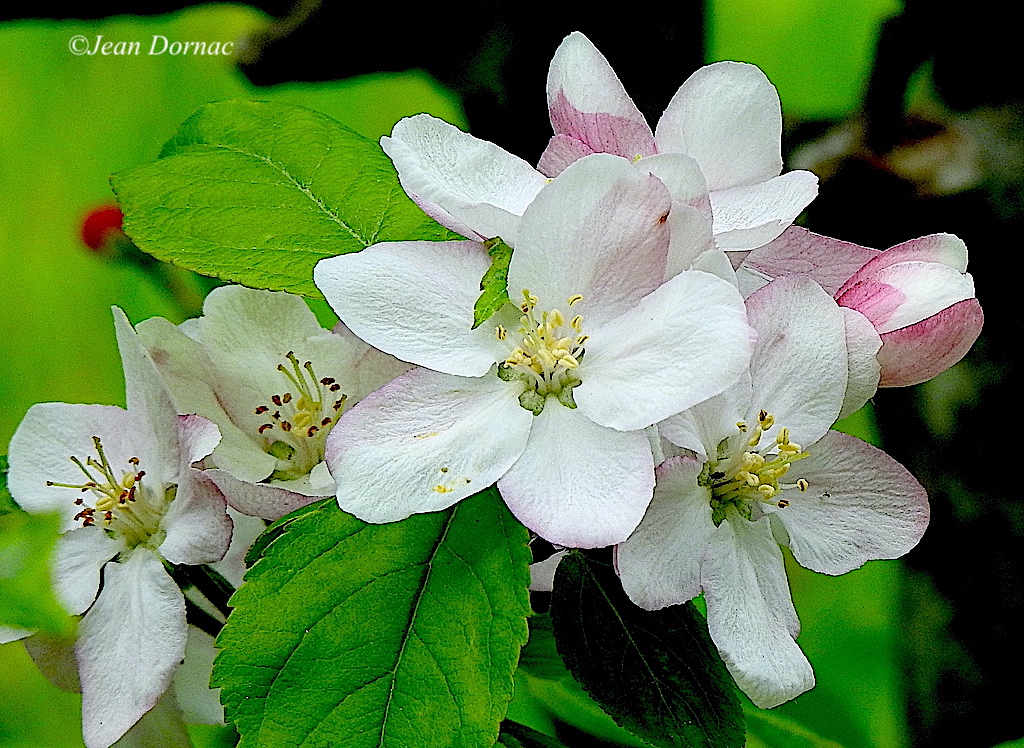 JeanDornac's tweet image. Jolies fleurs de pommiers communs offrant de belles formes et couleurs au printemps... #jolies #fleurs #pommiers #formes #couleurs #printemps #parc #médiathèque #Lannion #CôteArmor #Bretagne #France
