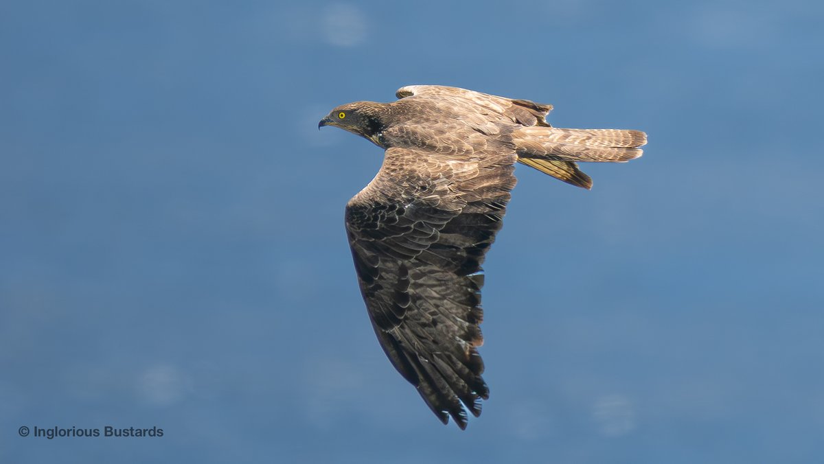The flow of migrating European Honey Buzzards was 𝐈𝐍𝐓𝐄𝐍𝐒𝐄 y´day ! 𝟏,𝟖𝟑𝟔 European Honey #Buzzards from our watchpoints with guests from @naturetrektours + 184 Black #Kites, 28 Short-toed #Eagles, 36 Booted Eagles, 2 Black Stork and 46 returning Griffon #Vultures!