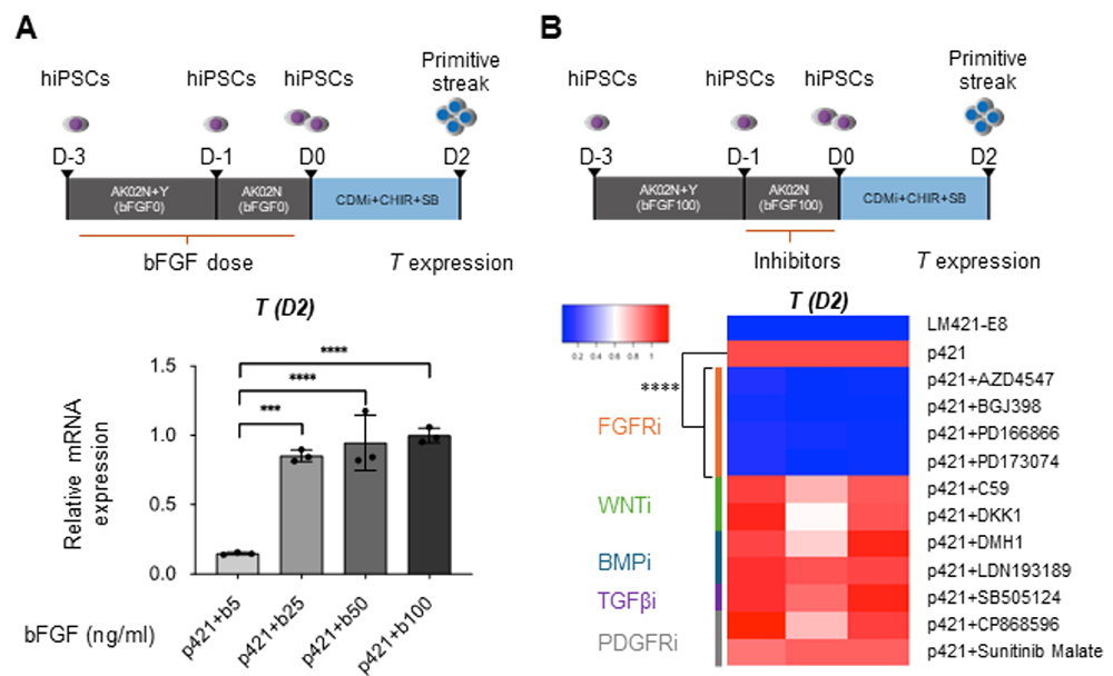 A team led by Associate Professor Hidetoshi Sakurai designed a novel substrate that significantly improves the induction efficiency for generating muscle lineages from human iPS cells.  #CellTherapy 🔬
cira.kyoto-u.ac.jp/e/pressrelease…