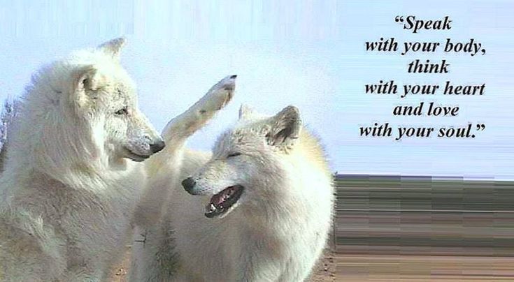 Wolf Lovers Club (@wolfloversclub0) on Twitter photo 2024-05-08 06:06:42