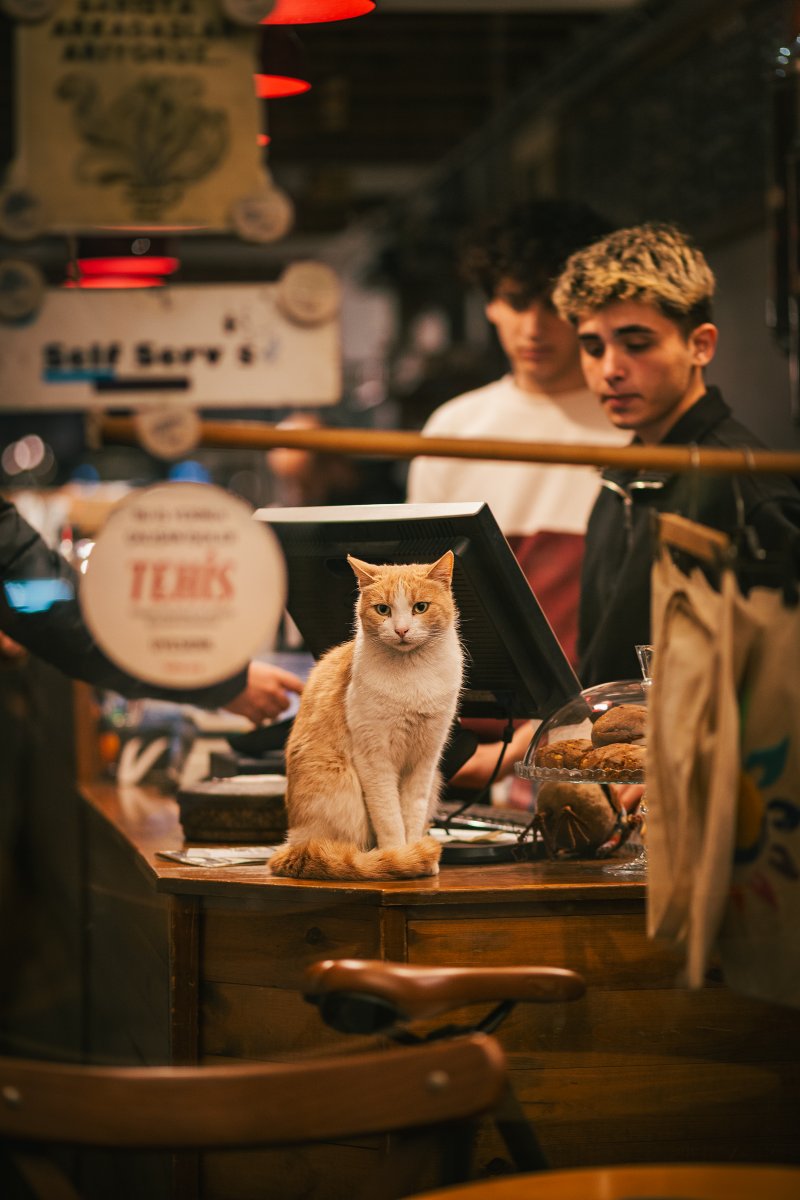 the cat who sold the world
 😺 instagram.com/sinadotwtf 

#ShotOnCanon #GM #photooftheday #istanbul #photographers #portrait #streetphotography #cat #fotograf #kedi #fotografcılık #portre #pazartesi #عکس #スナップ #スナップ写真 #写真 #毎スナ #フォトウォーク #肖像画 ＃猫