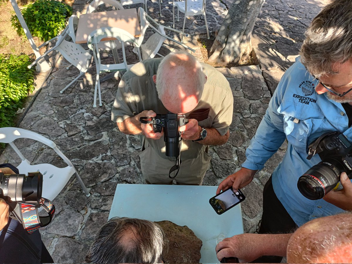 one last morning moth session with the #MothWhisperer @JLowenWildlife & @markhows amongst the goodies today The Passenger (a near cousin of our earlier Geometrician) Euchromius superbellus & the lovely emerald Proteuchloris neriaria #MothsMatter #WildlifeTravelling #Lesvos