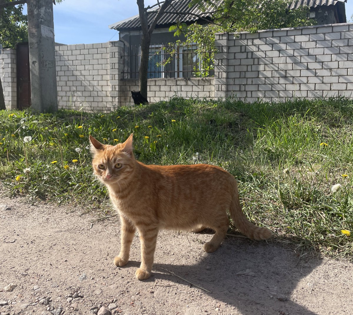 Kharkiv cat from the hood asking if we are doing enough today.