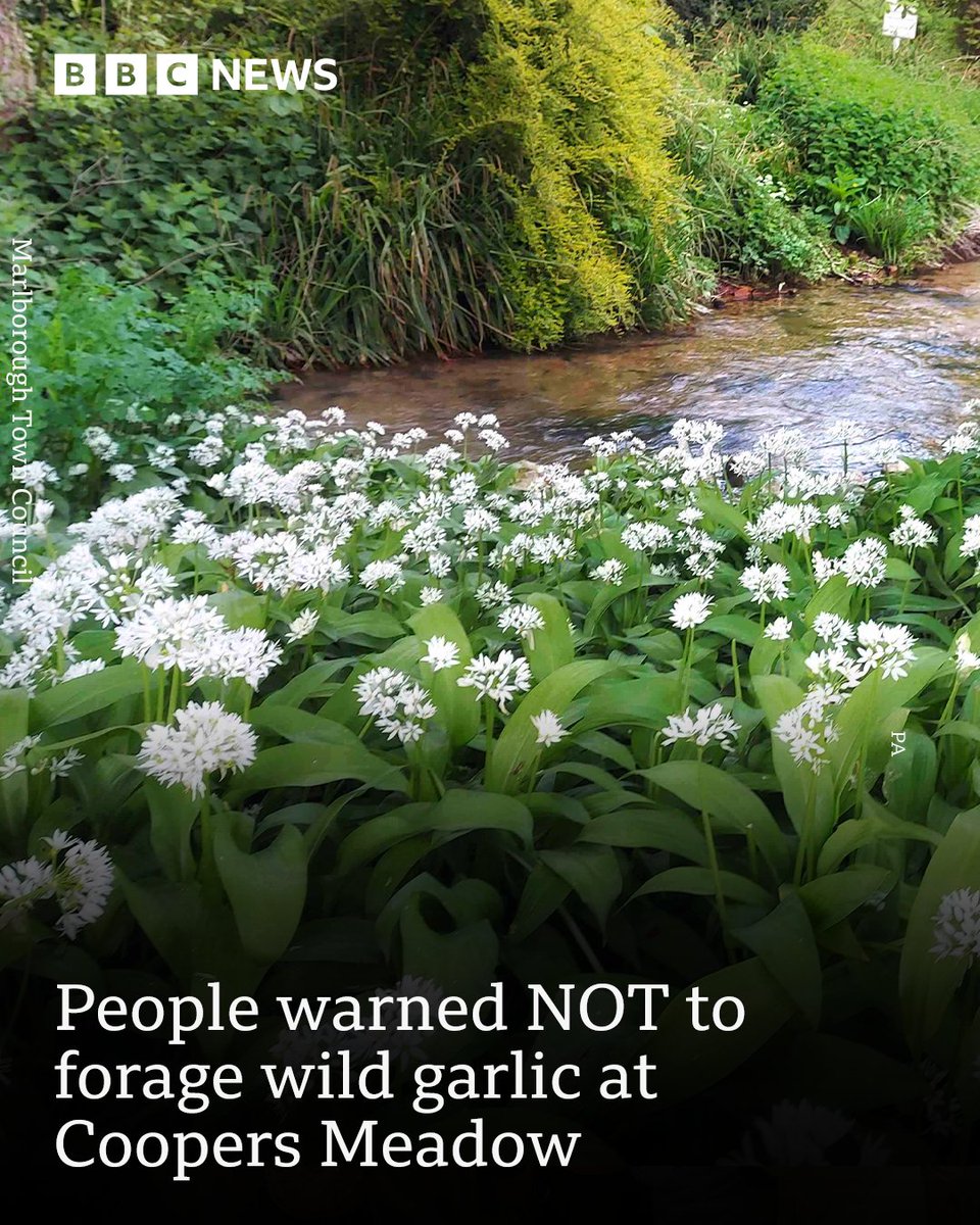 Have you been foraging for wild garlic? 🍃 After flooding, it's been advised not to eat edible crops. ➡️ bbc.in/3UvSvlM