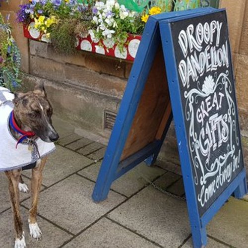 Morning Pals! Today's Wednesday wanders are from The Droopy Dandelion, Innerleithen, Scotland. #TiggerClubNews #Wednesday #wednesdaythought #WednesdayWander #WednesdayMorning #GoodMorning