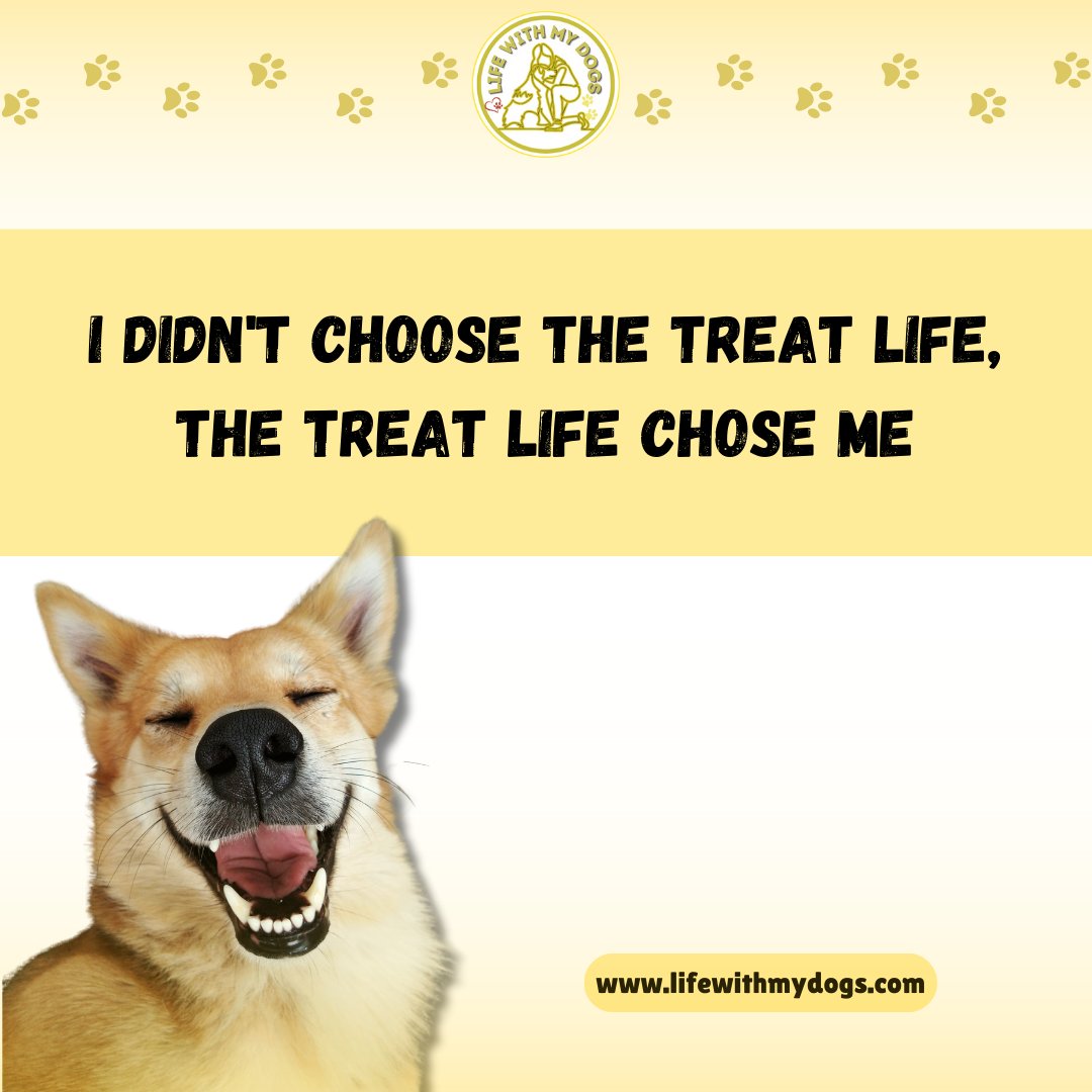 Caught in the sweet embrace of the treat life—somehow, it always finds me! 🍬🐶For more information, visit lifewithmydogs.com #dogsmeme #funnydogs #lovedogs #lifewithmydogs