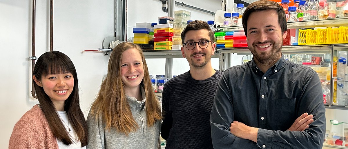 Our researchers have discovered a new function of the #oncoprotein MYCN: It not only helps #cancer cells to grow stronger, but also makes them more resistant to drugs. This is a breakthrough in the development of new therapies. (📷 Stefanie HA/JMU) ▶️uni-wuerzburg.de/en/news-and-ev…