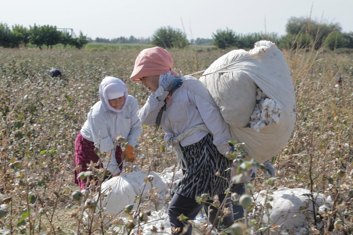🇺🇿 L'Ouzbékistan s'inquiète pour ses cultures de blé & de coton : le sel fait baisser les récoltes, à l'heure du dérèglement climatique. Répercussions au Bangladesh et en Afghanistan. Egalement en jeu, la lutte contre le travail forcé dans les champs #RDPI radiofrance.fr/franceculture/…