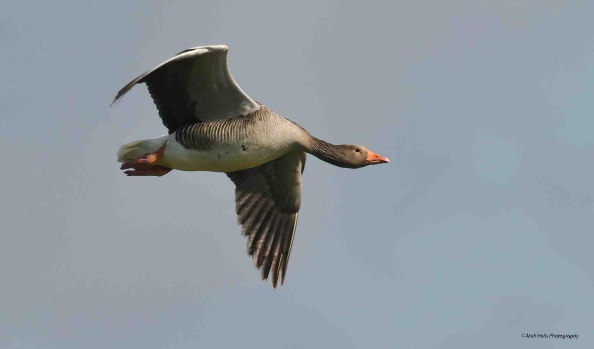 Greylag Goose.

#BirdTwitter #Nature #Photography #wildlife #birds #TwitterNatureCommunity #birding #NaturePhotography #birdphotography #WildlifePhotography #Nikon