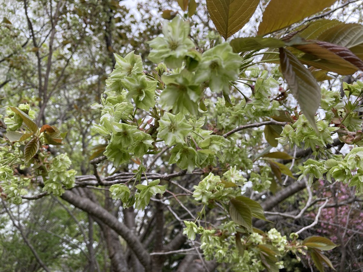 ほしみ緑地は桜第二弾が寒空の下咲いてますよ〜🌸
なんだか珍しい桜も😳(４枚目の写真)
花びらが緑なのよ！
そして花の名前が読めない😅
 #marugoto