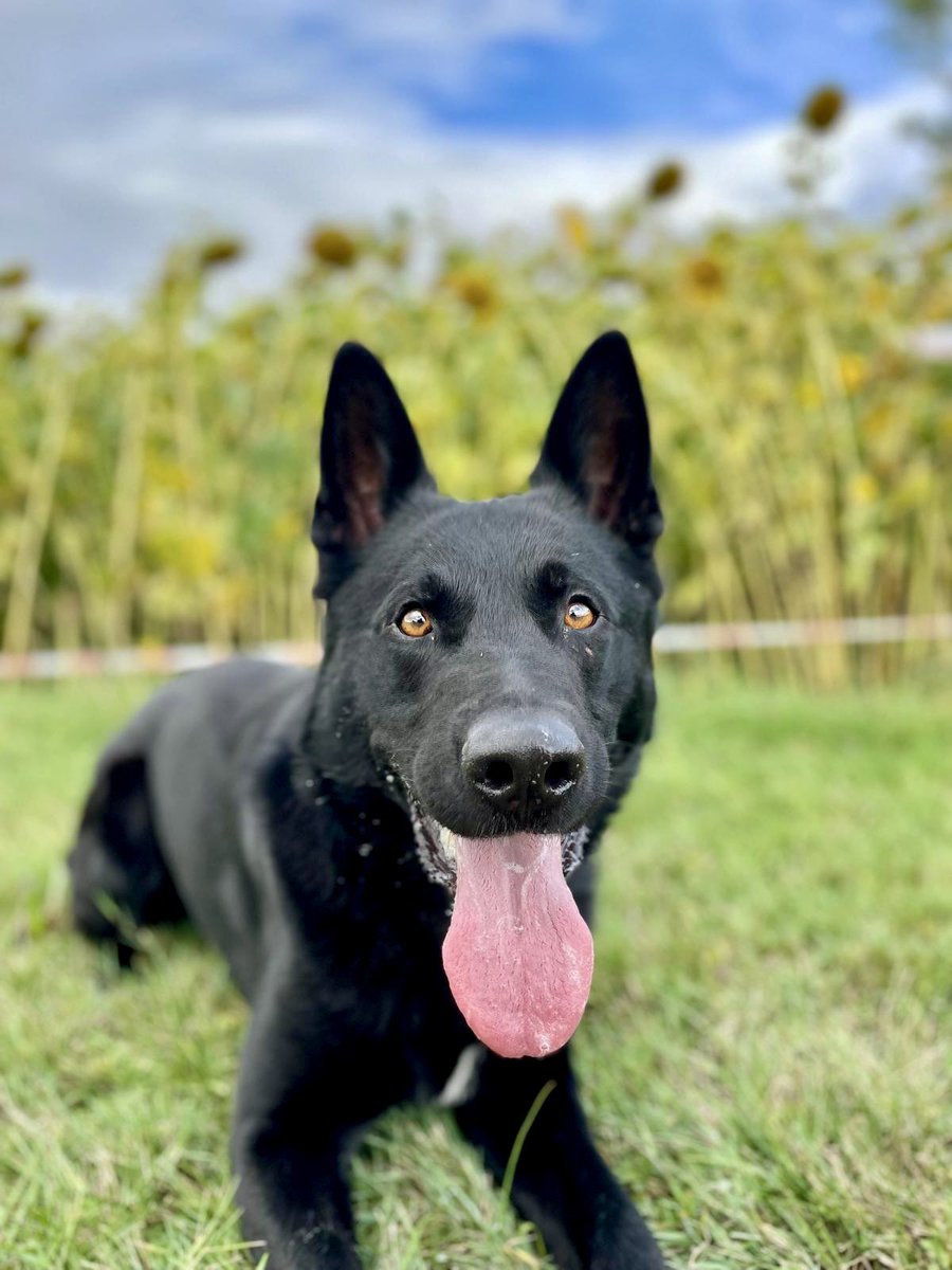 PD Conan had located a male wanted for breaching his sexual risk order in Swindon. The male ran off from officers yesterday and couldn’t be located. Thankfully PD Conan helped with the search, locating the male hiding in a shed in someone’s back garden. Well done team 👏🏻