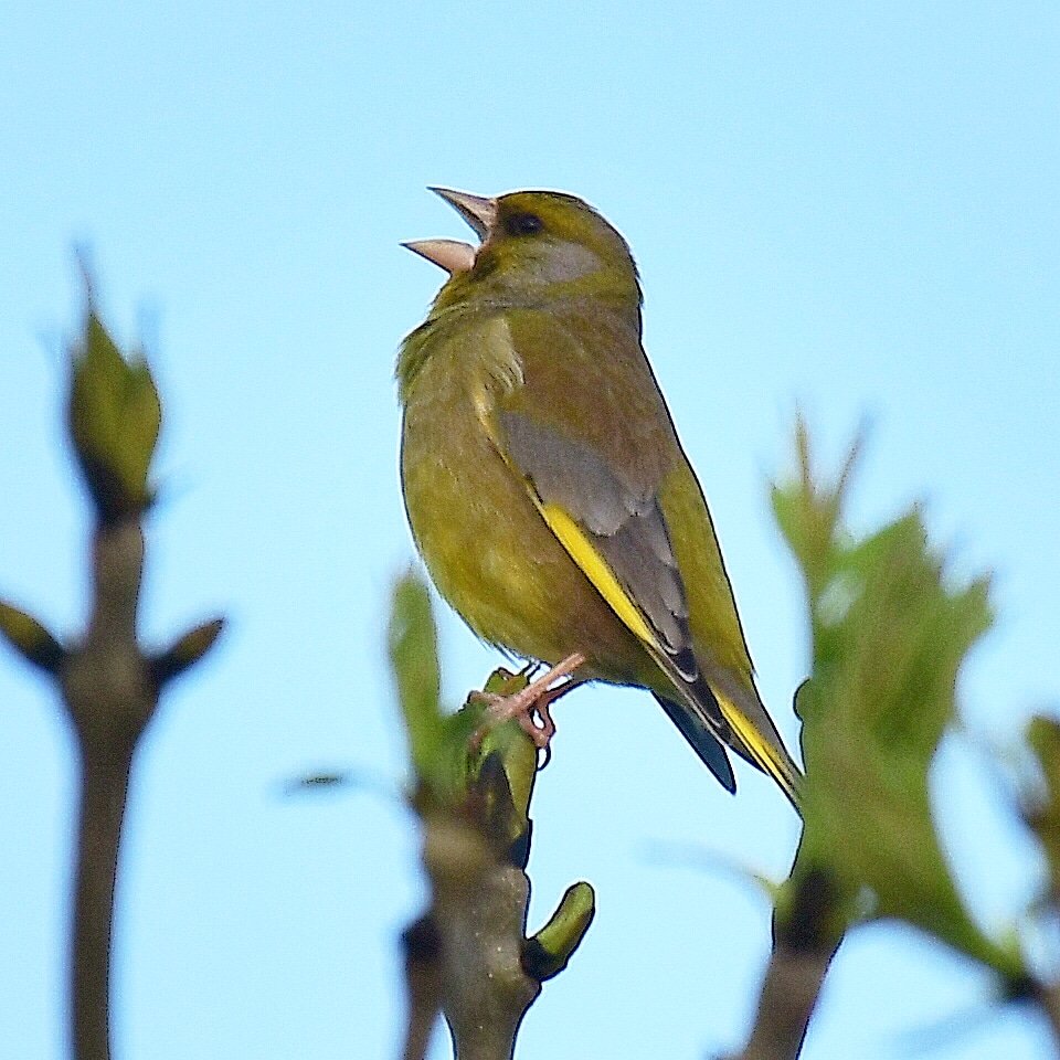 Greenfinch this morning at Odd Down in Bath.