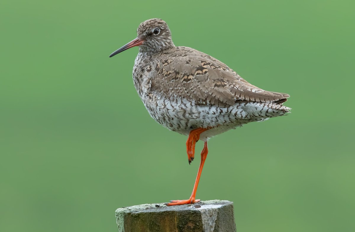 Redshank drying off after a heavy downpour. A good time to catch them perched up on the posts and walls near the road.North Pennines.