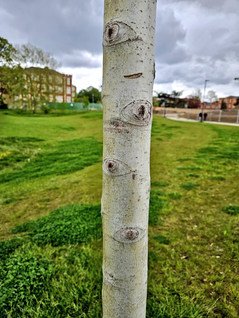 The trees are watching you 👁👁

Na not really, this is the Aspen tree, and the eyes are where the tree has dropped a branch as it grows! Pretty cool #SpringfieldPark #Tooting