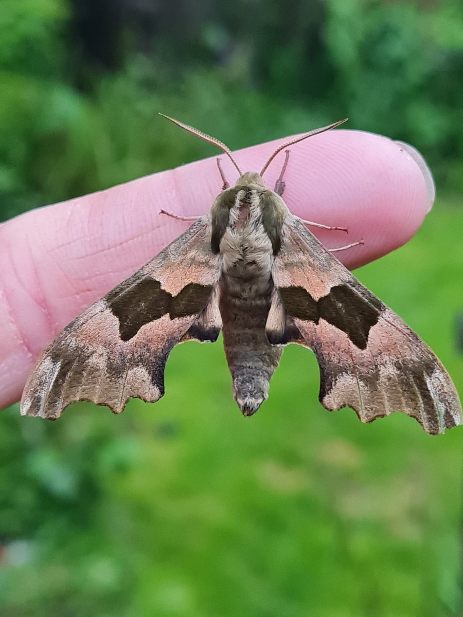 A good moth trap at last!! Only 35 moths, but 20 species with 9(?) Nfy.
Personal favourite was this lime hawk moth, I love a moth in camo ready for war!!😄
S Monmouthshire 
#mothsmatter #teammoth #vc35