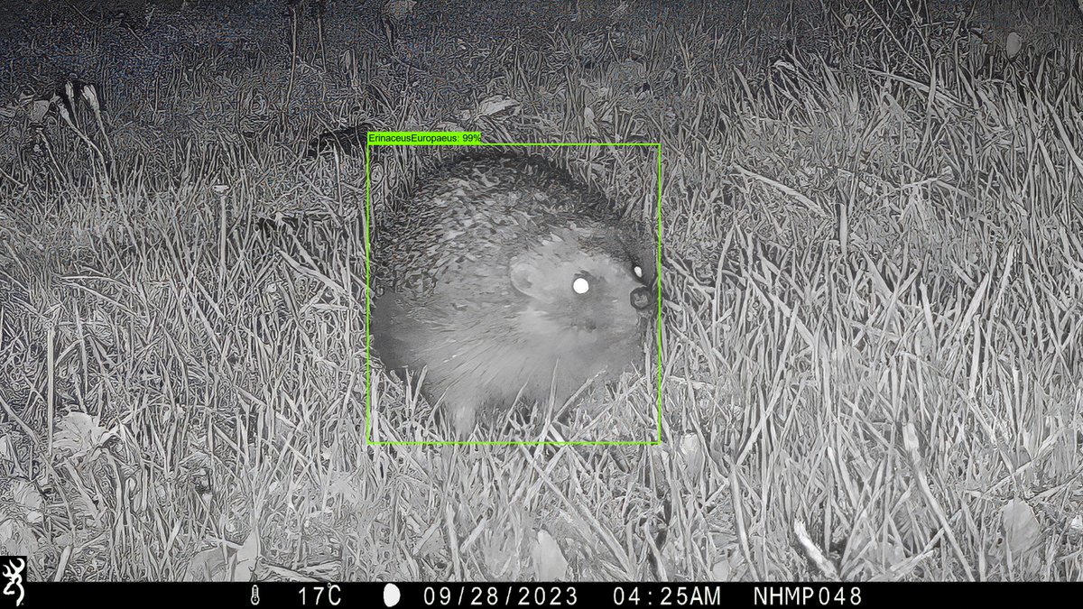 Have you heard of the National Hedgehog Monitoring Programme?🦔#nhmp This is an exciting nation-wide project led by @hedgehogsociety and @PTES, which you can get involved with! To find out more & get involved, visit 👉nhmp.co.uk #HedgehogWeek