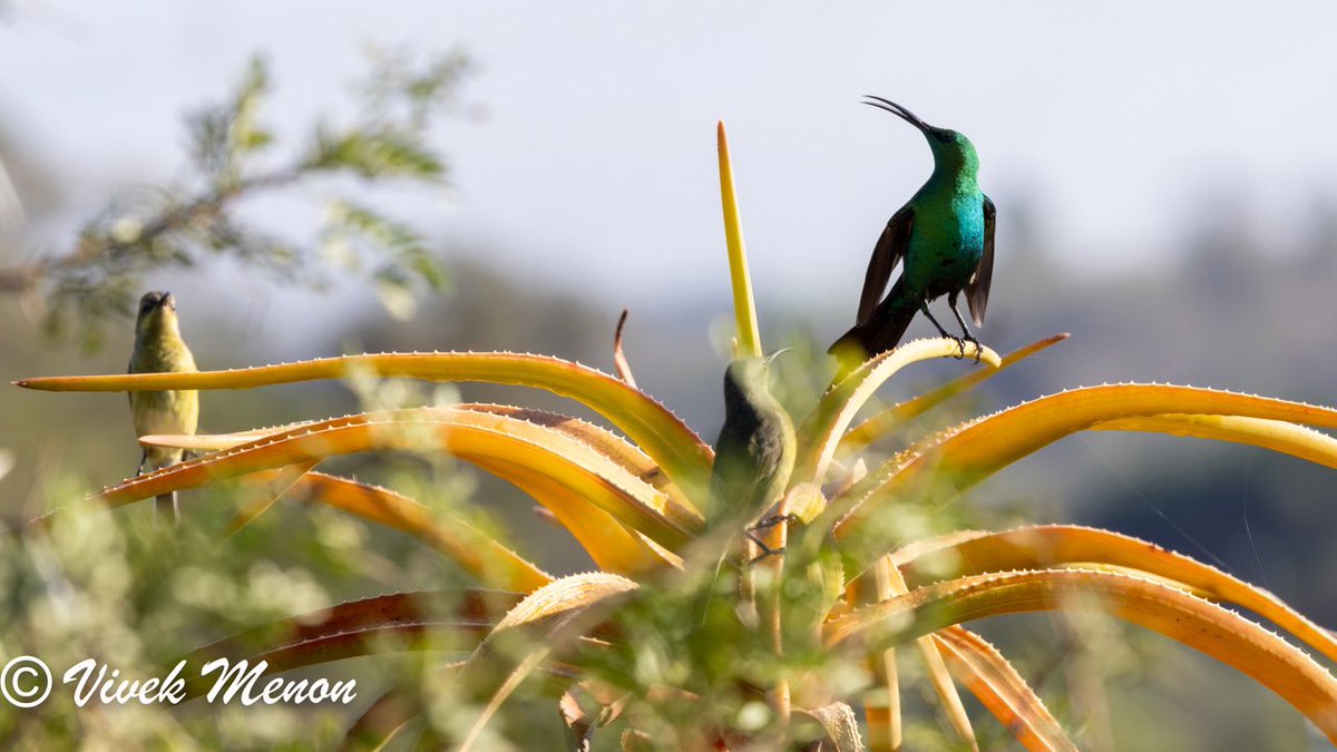 The Malachite male is a big bluish-green stonker of a sunbird of the southern Cape found equally in gardens & upland fynbos. It is found from the seaside to the highlands unlike in Eastern Africa where this is a bird of the highlands. The female is a drab olive yellow @IndiAves