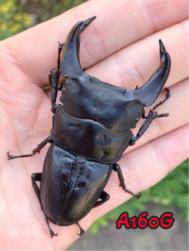 更新しました(^^)
(PCビューでの閲覧がオススメです)

宜しければご覧ください🐟
hopei117.blog.fc2.com