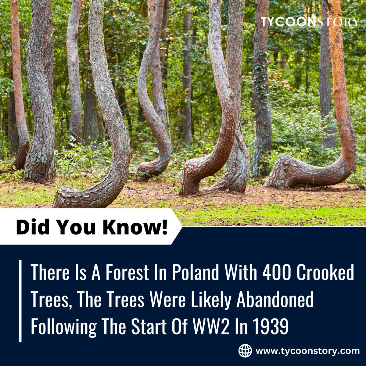 The Mysterious Crooked Forest of Poland: A Natural Wonder

#crookedforest #gryfino #poland #naturalwonder #mystery #pinetrees #unusualtrees #travelpoland #touristdestination #naturelovers #explorenature @TycoonStoryCo @tycoonstory2020 @Nature @MSN @Discovery @Poland