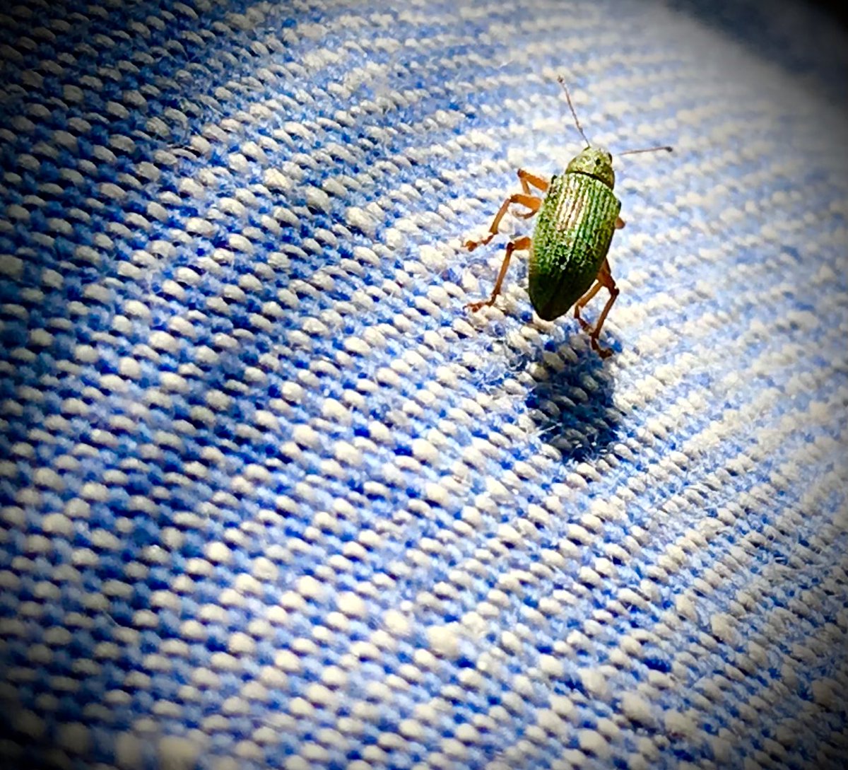#mei_nmooistefotos #InsectenEnGeleedpotigen. Deze Groene snuitstruikkever belandde onlangs op mijn broek…⁦@bosw8er_jochem⁩