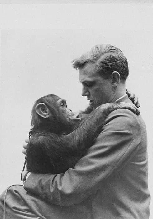 'I'm not over-fond of animals. I am merely astounded by them.' Sir David Attenborough (98 today). 📷 With Jane the chimp in Sierra Leone/BBC