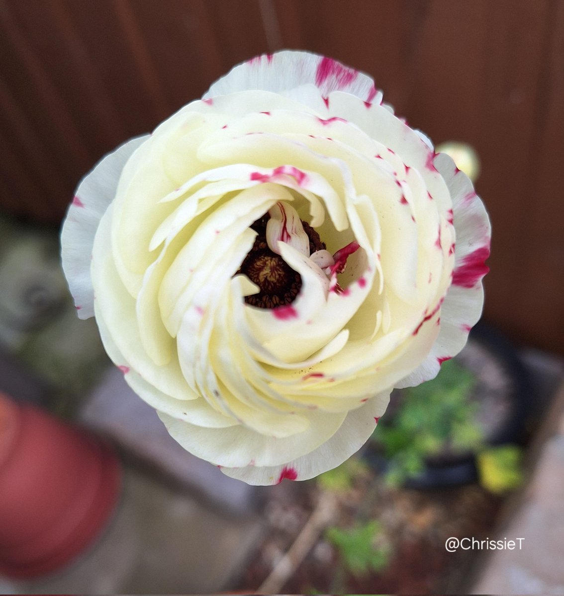 Tried growing ranunculus last year which was not a success, left the pot at the bottom of the garden and forgot about it and this beauty appeared this week, was delighted.
🤍💕 Enjoy your day 💕🤍
#Flowers #MyGarden #Gardening #GardeningTwitter #GardeningX